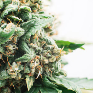 Cannabis Flower in hobbs, nm