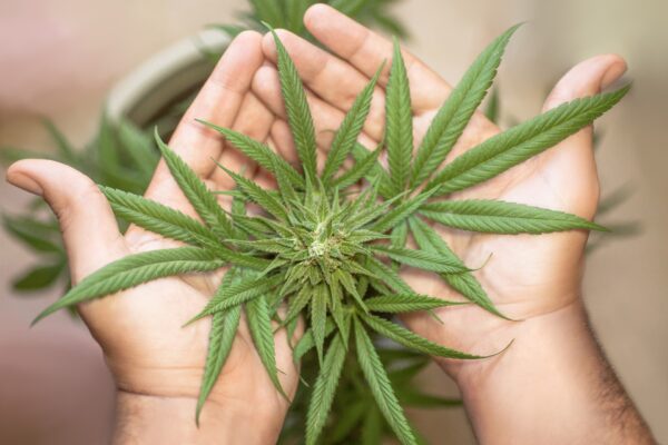 cannabis,dispensary,hobbs,roswell,ruidoso,el paso,Bryan's Green Care