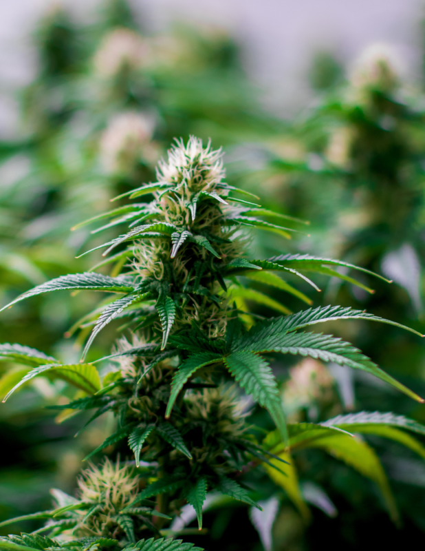 Cannabis Plant